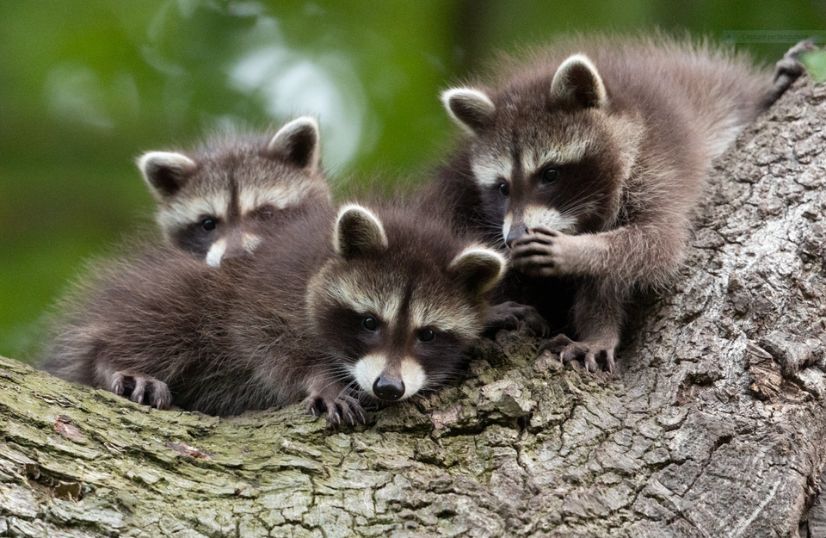 Wilderness International