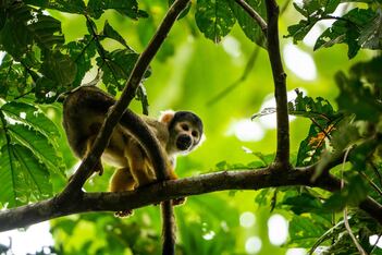 Wilderness International